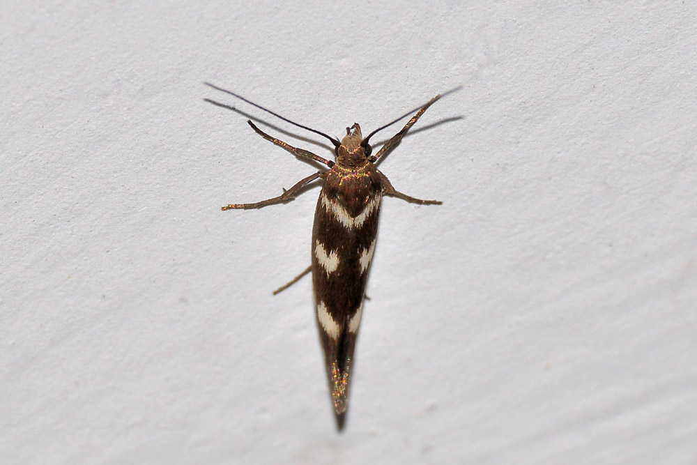 Scythris scopolella,  Scythrididae